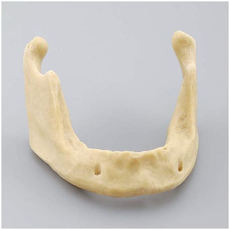 Buy OKMIJN Dental Teeth Study Teaching Model - Mandible Im Practice ...
