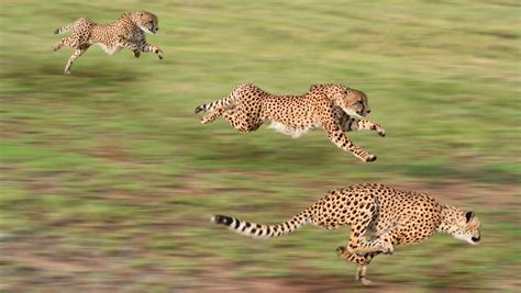 Jaguar Cat Running