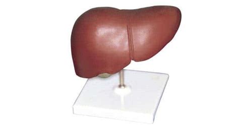 Your skin can 'talk' to your liver! | TheHealthSite.com