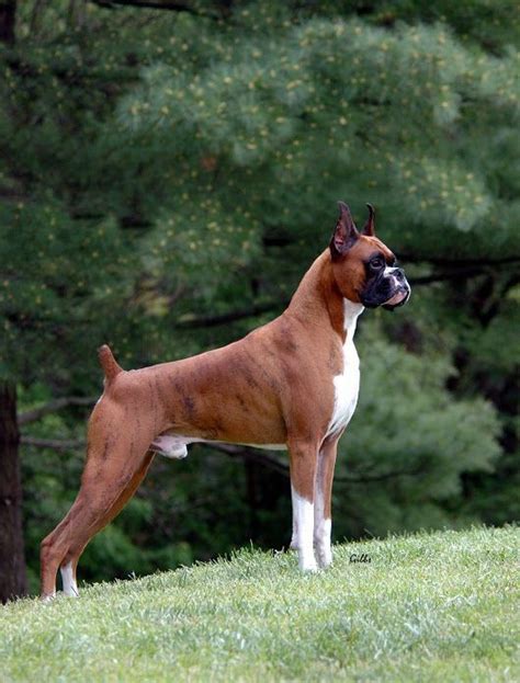 Image result for Boxer Dog Poop