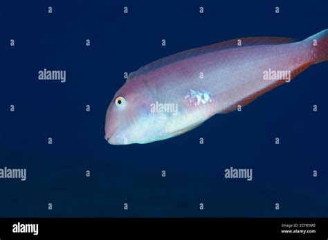 Image result for Beach Background Pearly Shell