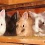 Image result for Wild Rabbits and Their Babies