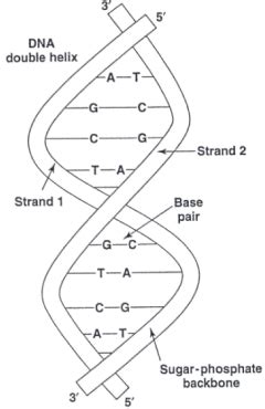 Image result for Structure of DNA Class 12