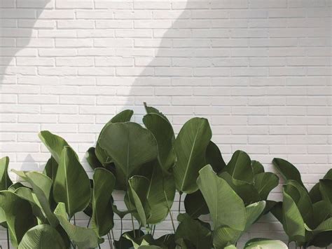 Download premium vector of banana tree background wallpaper vector ...