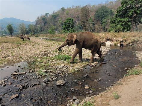 THE NORTH OF THAILAND ELEPHANT CAMP - All You SHOULD Know Before Going ...