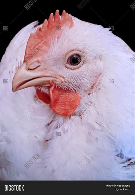 Best Broiler Chicken Breed at Waldo Ross blog