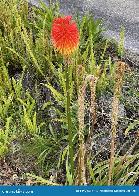 Photo of the Flower of Kniphofia Uvaria Tritomea Torch Lily or Red Hot ...