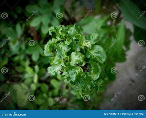 Image result for Collection Note Example