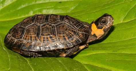 Image result for Snapping Turtle Running