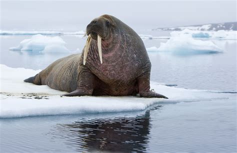 Where Do Walruses Live Understanding The Natural Habitat Of Walrus