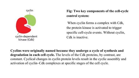 The Cell Cycle.pptx