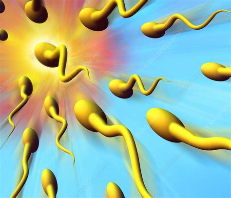 Image result for fertilisation