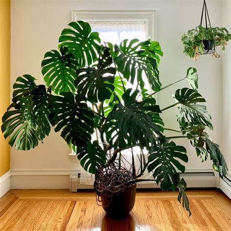 Care Monstera Plant