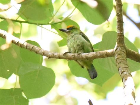 Flame-fronted Barbet - eBird