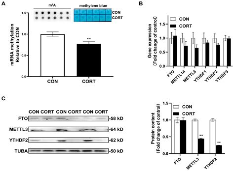 m6A-Mediated PPARA Translational Suppression Contributes to ...