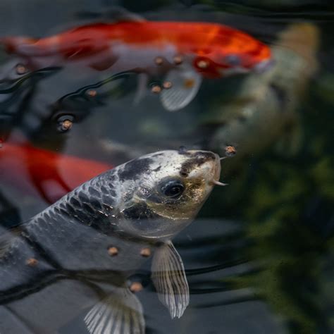 Live Koi Fish Ponds