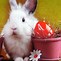 Image result for Desktop Wallpaper Spring Bunnies