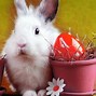 Image result for Cute Bunny Desktop