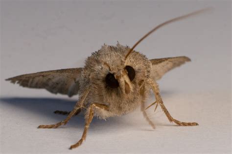 Clothes moths - PEST UK