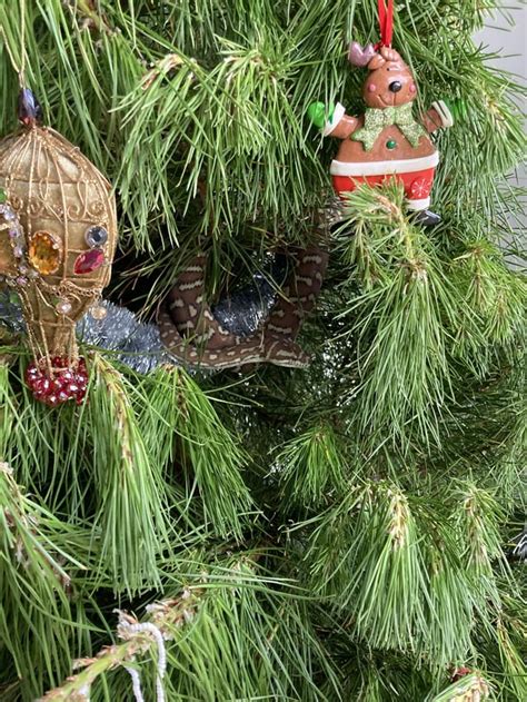 Image result for Bredli Carpet Python