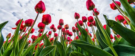 Download wallpaper 2560x1080 tulips, red, flowers, sky, clouds dual ...
