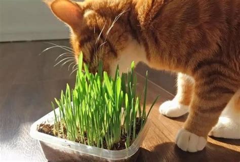 对猫咪有害的26种植物？千万要远离！ - 知乎