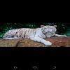 Give a sketch of the tiger in the wild - Brainly.in