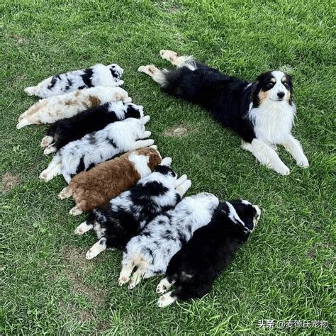 狗窝里一群可爱的狗崽高清摄影大图-千库网