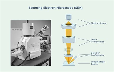Image result for Scanning Electron Microscope Images