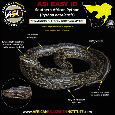Image result for South African Python Snake