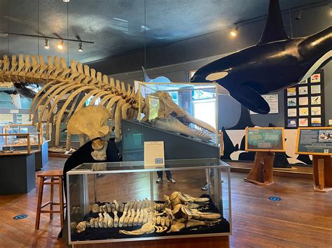 THE WHALE MUSEUM - All You Need to Know BEFORE You Go 2026 (with Photos ...
