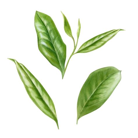 Satz realistische grüne Teeblätter und Sprossen lokalisiert auf weißem ...