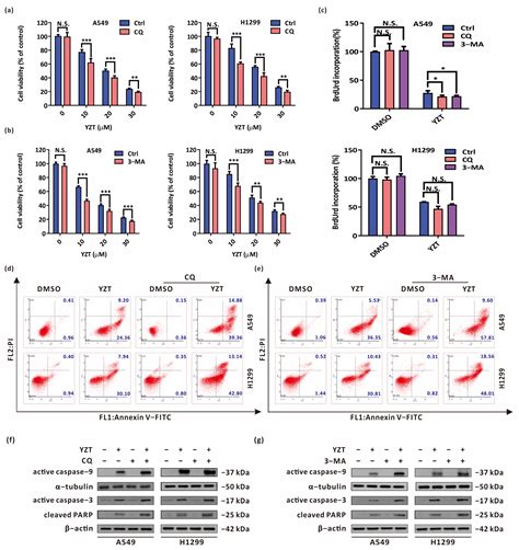 A Novel PDK1/MEK Dual Inhibitor Induces Cytoprotective Autophagy via ...