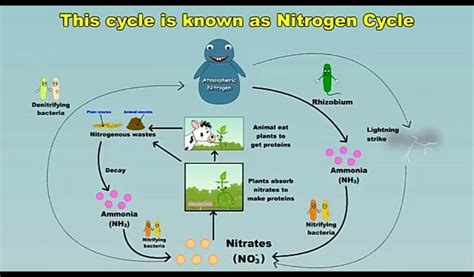 explain nitrogen cycle with diagram - Brainly.in