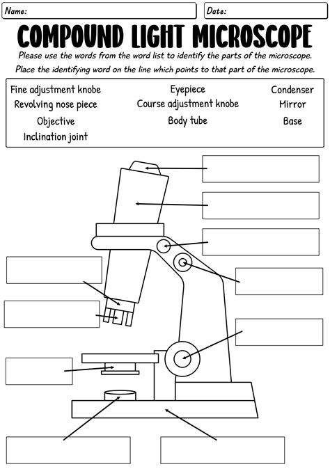 Microscope Parts Labeled And Functions Worksheet - Free Worksheets ...