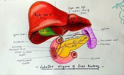 Diagram of liver ?And label it with its function - Brainly.in