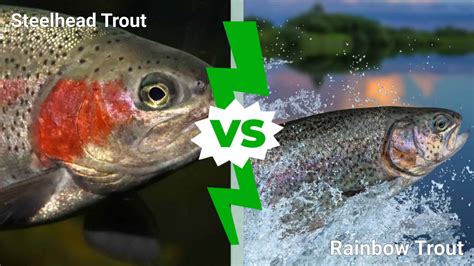 Steelhead Trout Vs Rainbow Trout | The Tube