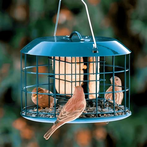 Best Squirrel Proof Feeders | Protect Seeds & Attract Birds
