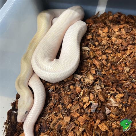 Leucistic Blue Eye Colombian Rainbow Boa - adult captive born 1.2 TRIO ...