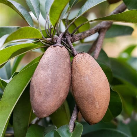 Door to garden Live THAI SAPOTA CHIKU (Sapodilla) Zapote Chico Grafted ...