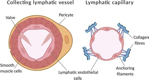 Frontiers | Transcription Factor Control of Lymphatic Quiescence and ...