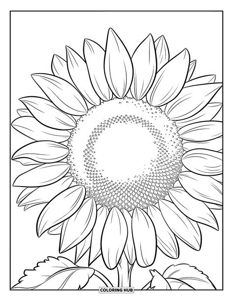 130+ Sunflower Coloring Pages for Kids & Adults (Free Printable PDFs)