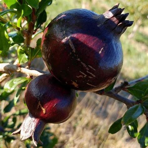 Punica granatum "Nero" - Melograno ornamentale con frutti violacei