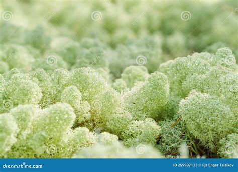 Arctic Tundra Decomposers