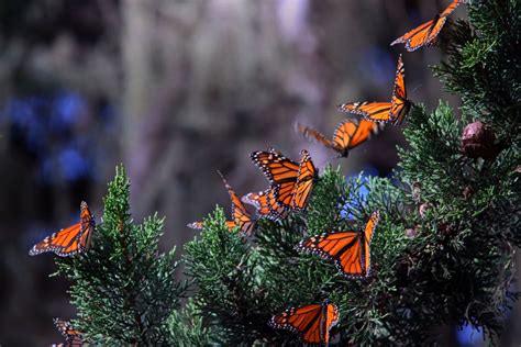 monarchs sun-bathing | FWS.gov