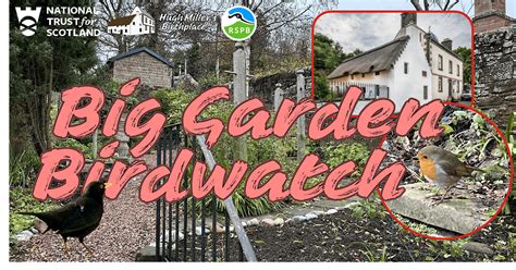 Big Garden Birdwatch at Hugh Millers Birthplace, Hugh Miller's ...