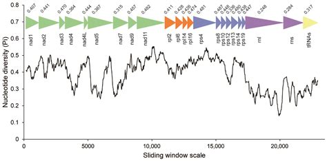 The Genome of the Mitochondrion-Related Organelle in Cepedea longa, a ...