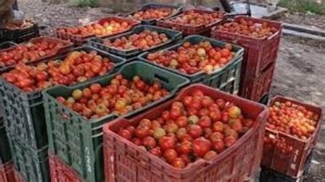 Himachal: Agri varsity develops two new wilt-resistant tomato varieties