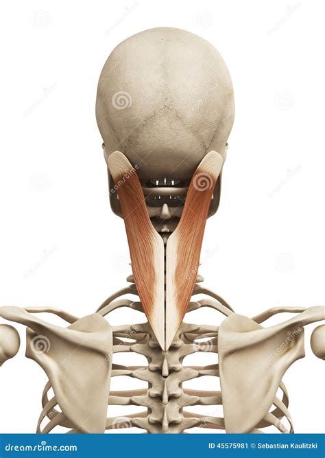 Splenius 的图像结果