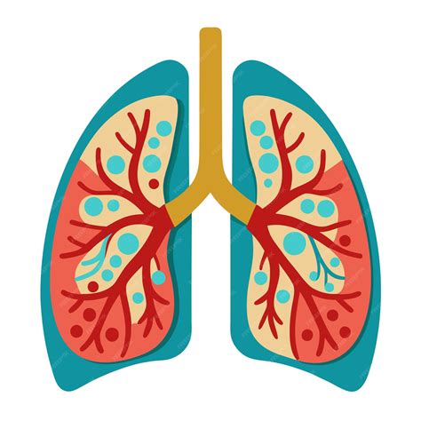 Human lung anatomy clipart vector art and illustration | Premium AI ...